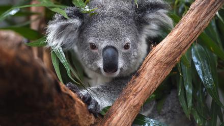 Koala: Im australischen Bundesstaat New South Wales vom Aussterben bedroht.