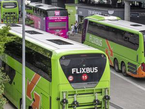 Flixbusse und ein Pinkbus.