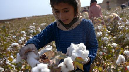 Kinder ernten Baumwolle auf einem Feld bei Dawlatabad in der Balkh-Provinz im Norden Afghanistans. Das Foto wurde Ende Oktober 2021 aufgenommen.