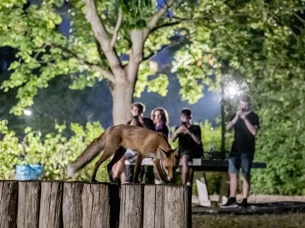 Ein Fuchs geht vor Jugendlichen am Abend auf dem Spielplatz Rudolf-Mosse-Platz in Berlin-Wilmersdorf auf einem Holzzaun. 