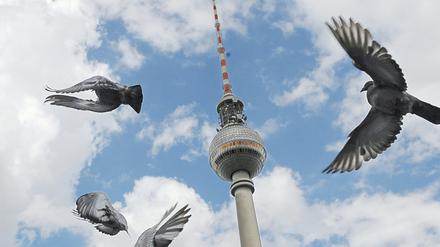 Tauben vor dem Fernsehturm in Berlin.