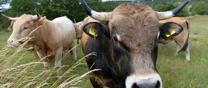 Tierschützer kritisieren Transporte von lebenden Rindern nach Asien, da es dort kaum Versorgungsstationen gibt.