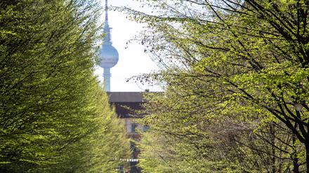 Straßenbäume in Berlin.
