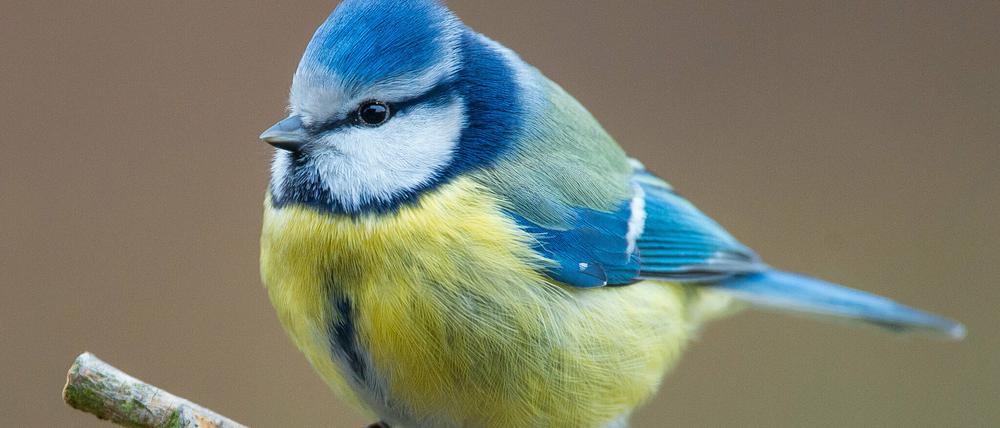Die Stunde der Gartenvögel, bei der Gartenbeobachtende Vögel wie diese Blaumeise (Cyanistes caeruleus) zählen sollen, findet jährlich am zweiten Mai-Wochenende statt. 