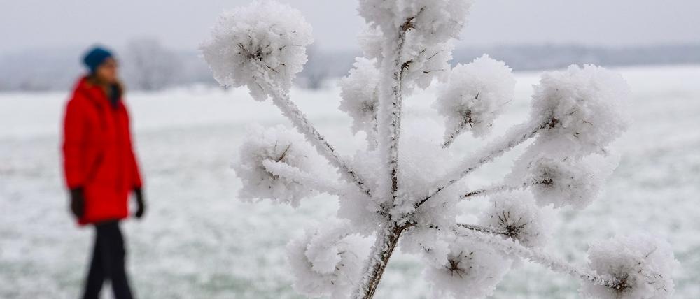 Der Reiz der Landschaft. Mit Schnee bedeckt ist eine vertrocknete Blütendolde an einem Feldrand im Landkreis Oder-Spree im Osten des Landes Brandenburg.