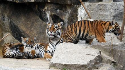 Die Freude war groß, als im August 2018 Vierlinge bei den Sumatra-Tigern im Berliner Zoo geboren wurden. Doch die Tiere leiden an einem Gendefekt, der ihnen das Laufen erschwert.