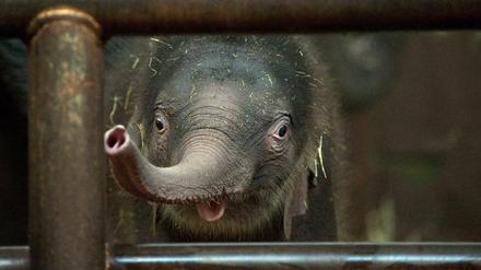 Ein Anblick, der für Hartz IV-Empfänger teurer geworden ist: Ein neugeborener Elefant im Berliner Tierpark. 