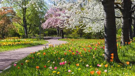 Ein Ausflugsklassiker: der Britzer Garten, wo es Frühlingsblumen, eine Tulpenschau und Nachwuchs bei den Schafen zu bestaunen gibt.