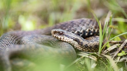 „Kreuzottern sind niedlich, besonders die Augen“, sagt Roman Stresow. Einer von zwei Schlangen-Liebhabern, die sich um Kreuzottern in der Region kümmern.