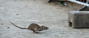 Manche halten sie sogar als Haustier, aber in Charlottenburg will sie keiner: Die Ratte.