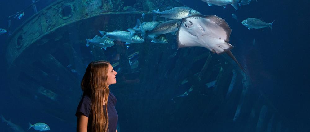 Von Rochen über Ammenhaie bis zu Seeteufeln: In den Aquarien des Stralsunder Ozeanums versammeln sich diverse Fischarten.