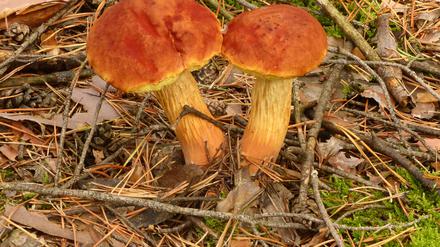 Die „Falsche Rotkappe“ stammt aus Nordamerika und hat sich auch in Brandenburger Wäldern ausgebreitet. Der Pilz gilt als essbar, aber noch ist nicht sicher, ob es Unverträglichkeiten gibt. 
