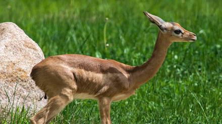Der achtmonatige Tayo starb im September 2015 als erste von fünf Giraffengazelle.