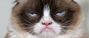 Positives Denken hat bisher weder Kriege noch Pandemien beendet. Grumpy Cat hingegen wurde mit schlechter Laune weltberühmt.