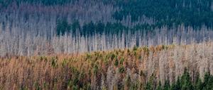 Dürre, Stürme und Schädlinge setzen den Wäldern in ganz Deutschland zu.