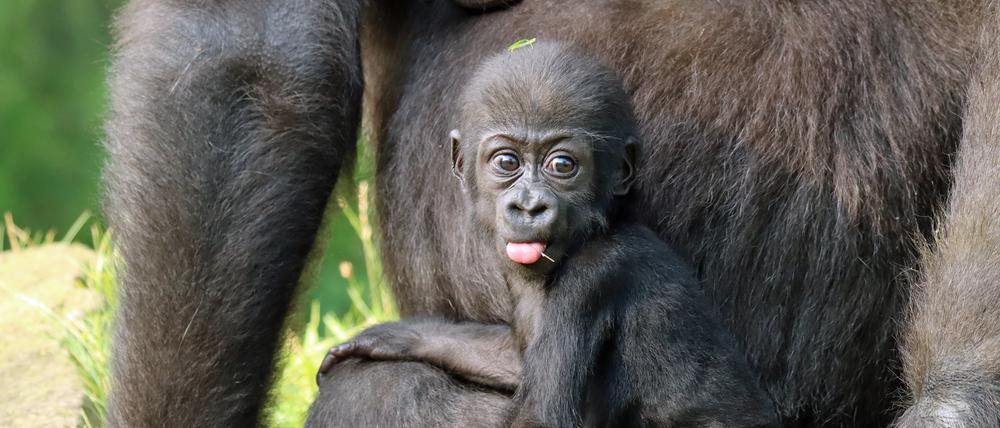 Ein Gorilla-Baby, wie hier der Westlicher-Flachlandgorilla-Nachwuchs Tilla, zählt zu den guten Nachrichten.