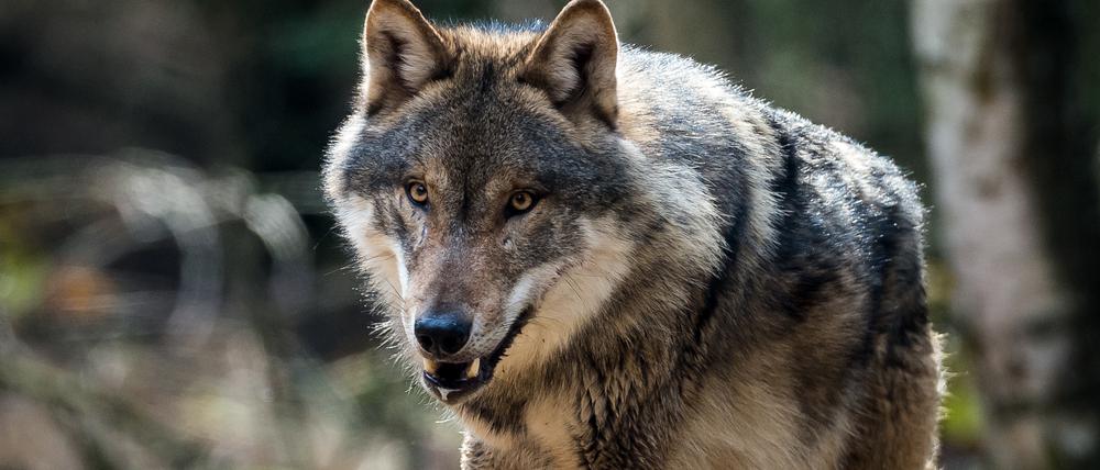 Wolf (Canis lupus) ist in seinem Gehege im Wildpark Schorfheide in Groß Schönebeck (Brandenburg) am 05.04.2016 zu sehen.