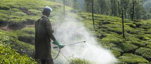 Einsatz von Pflanzenschutzmitteln auf einer Teeplantage in Indien.