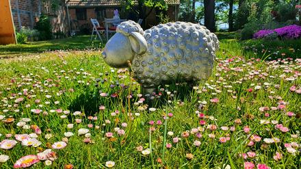 Da steht ein Schaf auf dem Hof: Neulingen im Frühling.