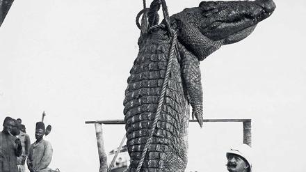 Sieg in Deutsch-Ostafrika. Stolz lässt sich der Reichstagsabgeordnete und Justizrat Hermann Dietrich mit dem im Viktoriasee erlegten Krokodil ablichten. Das Motiv erschien 1906 in der „Berliner Illustrirten Zeitung“. 