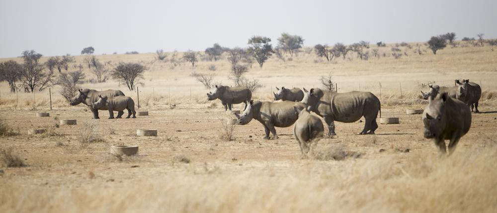 Gut Ding will Weide haben. Auf dem 8000 Hektar großen Gelände der südafrikanischen Farm leben fast 2000 Nashörner.