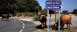 Die freilaufenden Kühe verursachen in Kalabrien immer wieder Unfälle.
