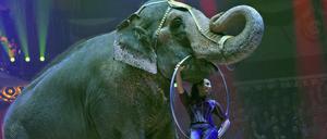Ein Verbot von Wildtieren in reisenden Zirkussen ist vorerst gescheitert.