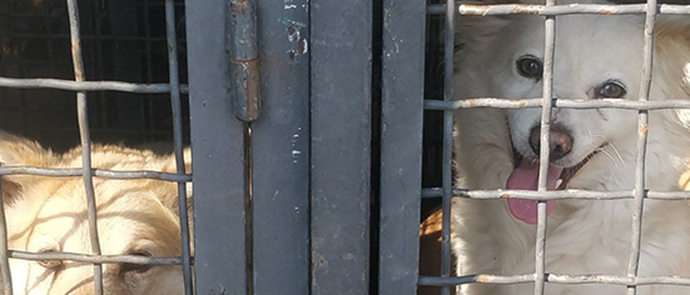 Evakuierte Hunde aus dem Tierschutzzentrum Odessa.