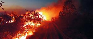 Umweltkatastrophe globalen Ausmaßes. Brandstiftung vernichtet große Flächen des Amazonas-Dschungels, der ein Fünftel des Sauerstoffs weltweit bildet. 