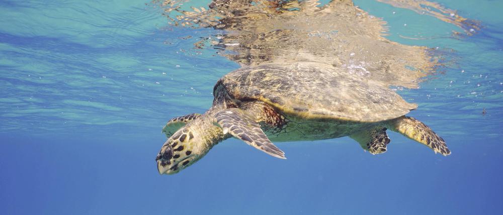 Meeresschildkröten legen auf Mallorca ihre Eier an Urlauberstränden ab (Symbolbild).