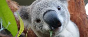 Die australische Regierung hat den Status der Koalas nun auf "stark gefährdet" angehoben.