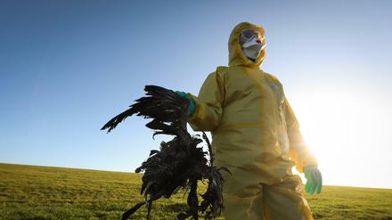 An der Nordseeküste mussten dieses Jahr schon im August Tausende an Vogelgrippe verendete Tiere geborgen werden. 