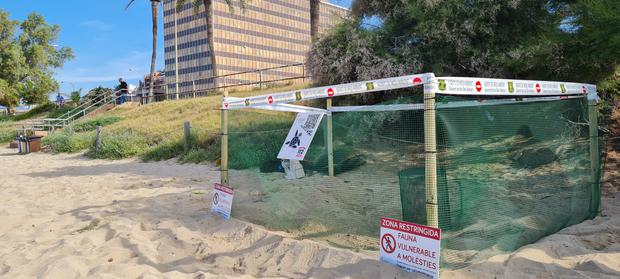 Das Nest einer Unechten Karettschildkröte am Strand von Can Pere Antoni auf Mallorca, geschützt durch einen Zaun.