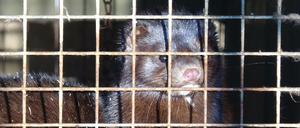 Im Januar waren die Tiere in der Nerzfarm in Rahden noch hinter Gittern.