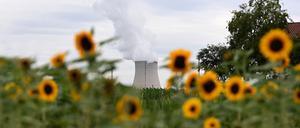 Das Kernkraftwerk Isar 2, aus dessen Kühlturm Dampf aufsteigt, ist hinter Sonnenblumen in Essenbach bei Landshut zu sehen.