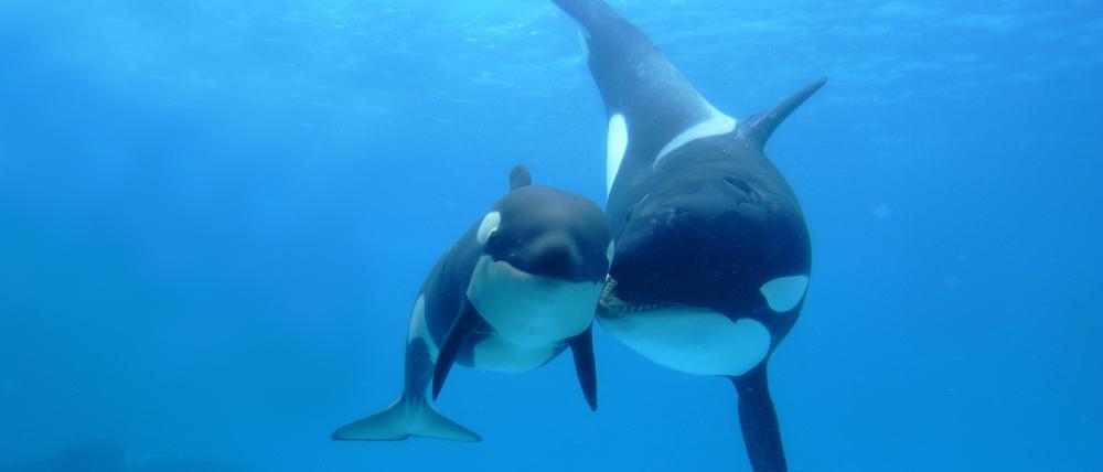 Orcas sind Raubtiere, aber mit ausgeprägtem Spieltrieb.