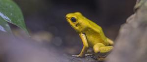 Der „Schreckliche Pfeilgiftfrosch“ Phyllobates terribilis warnt mit einem grellen Gelb vor seinem Hautgift. 