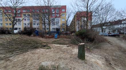 Gerodeter Spielplatz an der Vesaliusstraße in Pankow.