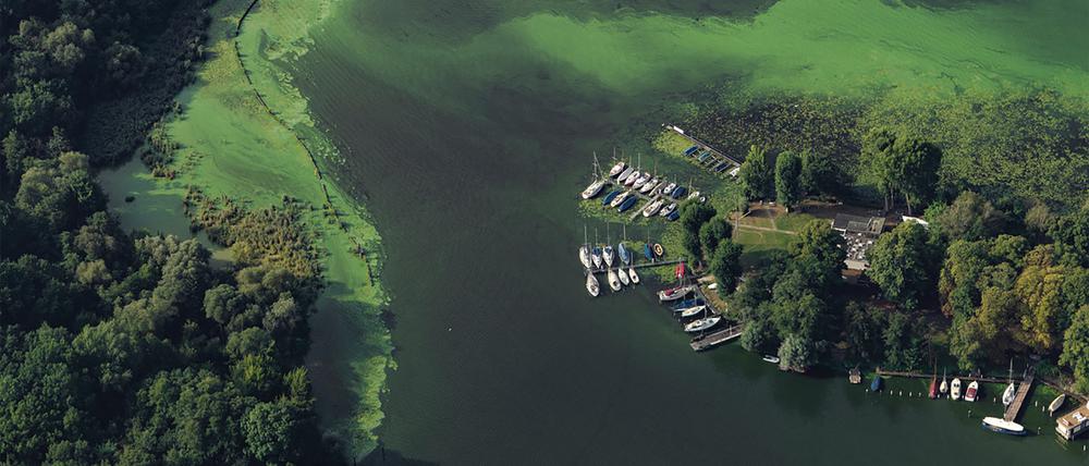Blick aus der Luft: die Insel Lindwerder.