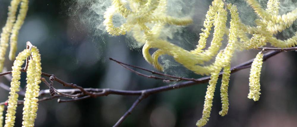 Die Pollen werden durch Luftströmungen sehr weit verbreitet.
