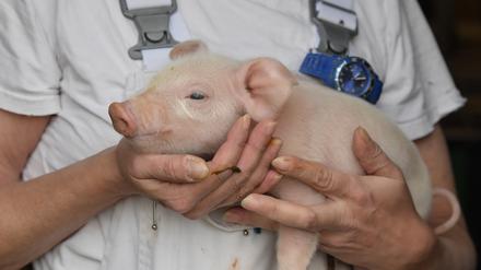 Risikogebiet. Die Afrikanische Schweinepest bringt Brandenburger Zuchtbetriebe in Existenznot: Sie werden ihr Fleisch nicht mehr los. Immer wieder werden an der deutsch-polnischen Grenze tote Wildschweine gefunden, die an der Seuche verendet sind.