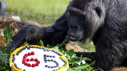 Himbeeren zum Geburtstag. Fatou ist mit 65 Jahren der älteste Gorilla der Welt.