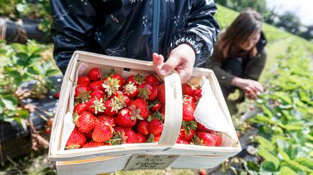 Verlockender Anblick. Frisch gepflückte Erdbeeren vom Feld. Aber der Preis darf nicht zu hoch sein.