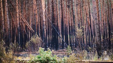 Der untere Teil der Bäume in Treuenbrietzen ist schwarz verkohlt. Inzwischen sind die Brände vollständig gelöscht. Starker Regen hat der Feuerwehr bei Beelitz und bei Treuenbrietzen südwestlich von Berlin beim Löschen geholfen. Am Wochenende hatten im Landkreis Potsdam-Mittelmark rund 20 Kilometer voneinander entfernt zwei große Waldflächen gebrannt.