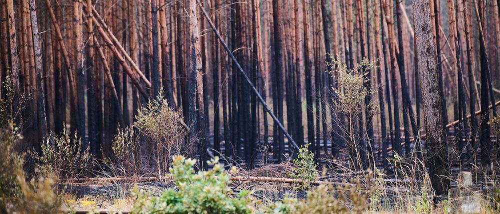 Der untere Teil der Bäume in Treuenbrietzen ist schwarz verkohlt. Inzwischen sind die Brände vollständig gelöscht. Starker Regen hat der Feuerwehr bei Beelitz und bei Treuenbrietzen südwestlich von Berlin beim Löschen geholfen. Am Wochenende hatten im Landkreis Potsdam-Mittelmark rund 20 Kilometer voneinander entfernt zwei große Waldflächen gebrannt.