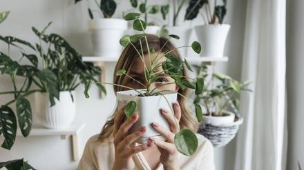 Woman holding houseplant in front of face at home model released Symbolfoto property released VPIF04202 