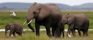 Derzeit werden jedes Jahr etwa 20.000 Afrikanische Elefanten wegen ihres Elfenbeins getötet.