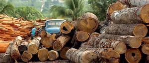 Die Nachfrage nach billiger Bioenergie könnte die Abholzung von Wäldern, hier Amazonas-Regenwald in Brasilien, vorantreiben. Dadurch würde die grüne Energieform auch klimaschädlich.