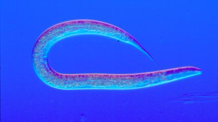 Light micrograph of Caenorhabditis elegans (nematode)An important organism in the soil microbiome and animal model for basic researchMagnification=x50 at this image size