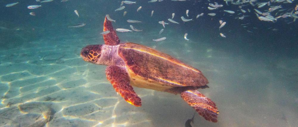 Seit mindestens 2700 Jahren grasen Grüne Meeresschildkröten am gleichen Ort.